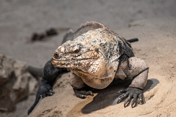 Detailed Close-up of a Rock Iguana on Sand