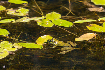 Green Frog Among Lily Pads in Pond