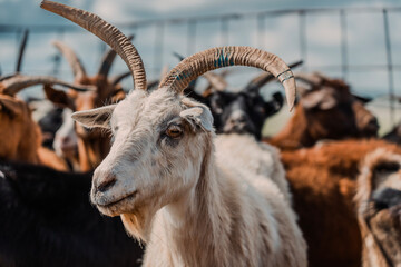 Goat Inside a Pen on Sunny Farm