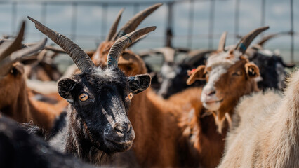 Curious Goats Behind Fence on Sunny Farm