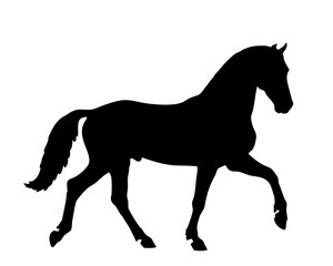 Obraz premium Silhouette of a horse in motion with its head high and tail flowing gracefully on a white background image created with generated ai