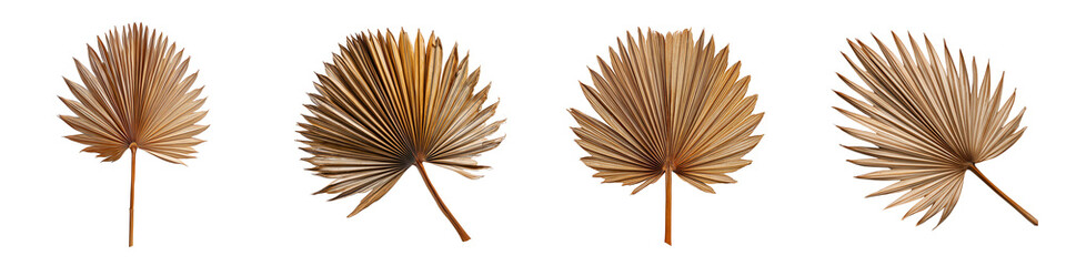 Set of a dried palm leaf, isolated on a transparent background.