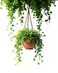 Hanging Green Ivy Plant in Brown Pot with Natural Sunlight and Transparent Background for Decoration and Design Elements with Outdoor Ambience