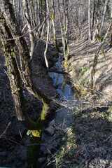Autumn Forest Stream with Bare Trees and Soft Light