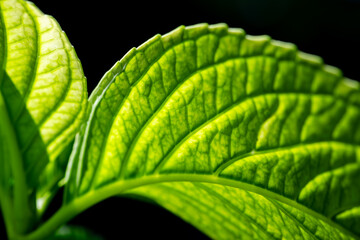 A close-up of the fresh green leaves of a hydrangea illuminated by bright sunlight. A macro shot of the translucent plant, with its fine structures and veins, against a black background. 