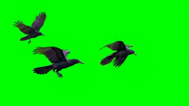 A flock of three crows in flight, isolated on green screen, chroma key, footage, mockup, loop