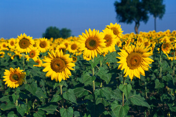 indian yellow sunflower fields india 