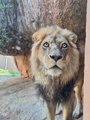 Naklejka premium Close-up of a male lion staring through glass at a zoo, with intense eyes and a majestic mane, standing against a rocky background in natural light.