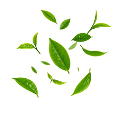 Naklejka premium Green natural eco plant leaf vector illustration set