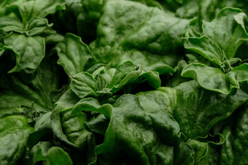 close up macro shot of crystal common ice plant in agriculture farm