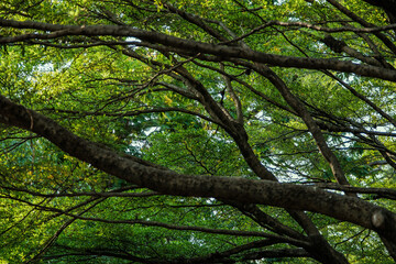 a green scene of many branches of tree surround with green leaves