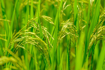 close up photo of golden rice field
