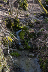 Tranquil Forest Stream with Mossy Rocks and Bare Trees