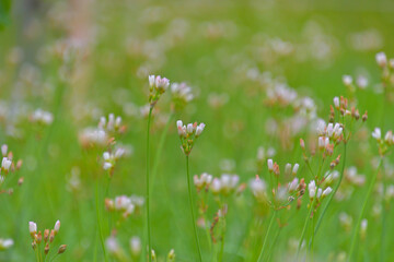 花弁を閉じたハタケニラの群生