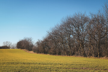 Obraz premium Expansive green field under clear blue sky in rural Denmark during early spring