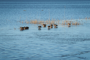 Ducks resting quietly on a serene lake in Denmark during a sunny day