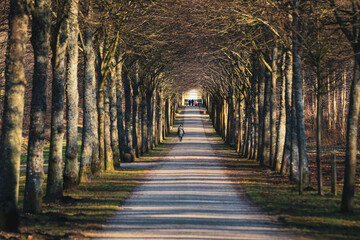 Walkers enjoy a tranquil pathway lined with trees in Denmark during daylight
