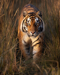 Tiger Walking Through Tall Grass Direct Eye Contact Wildlife Photography