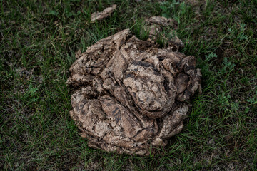 Dried yak dung on grass used as traditional fuel in Mongolia