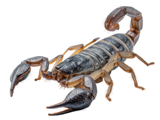 A detailed view of a scorpion, highlighting its formidable claws, segmented body, and curved stinger in sharp focus. isolated on a white background