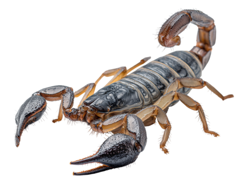 A detailed view of a scorpion, highlighting its formidable claws, segmented body, and curved stinger in sharp focus. isolated on a white background