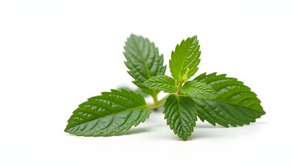 Photorealistic image of Mentha plant isolated on white. Bright green serrated leaves with textured surface. Botanical macro with soft light and natural detail.