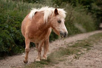 Poney Shetland mangeant des plantes sauvages sur un chemin rural en été, gros plan d’un petit...