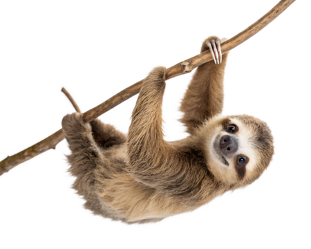 A small sloth hanging upside down on a small branch and smiling, isolated on a transparent background. design illustration