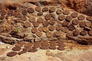 indian cow dung cake india 