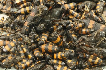 Macro of Mylabris beetles used in folk remedies
