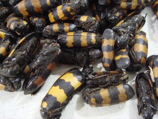 Dried Mylabris beetles for traditional medicine