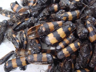 Traditional Korean insect medicine Mylabris