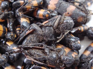 Blister beetles for pharmacological use