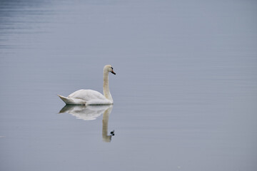 White swan swimming peacefully in santona victoria and joyel marshes natural park