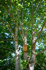 Wooden birdhouse nestled among lush green leaves