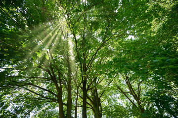 Sunlight filtering through lush green canopy
