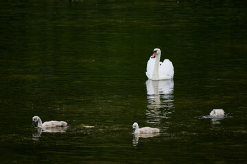 Mute swan and cygnets swimming on green lake