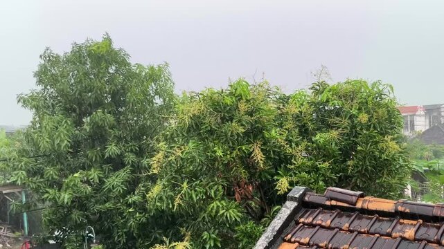 Atmospheric Scene of Heavy Rain ,ASMR Footage,Cinematic Vlog