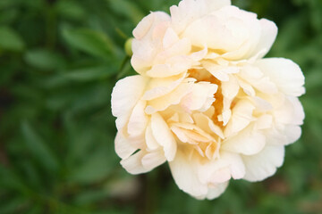 Beige cream colored peony growing, blurred dark green leaves background. Flower bush. Gardening, landscaping. Plant Nurse Ad. Backdrop for product promote. Flower shop. home garden. Landscape design.