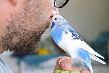Budgerigar playing with handsome man. Budgie. Funny blue purple parakeet sitting on owner head....