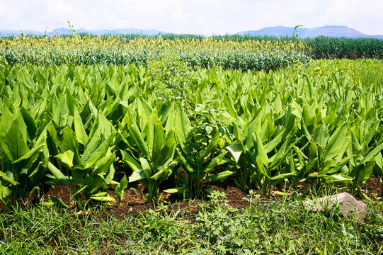 indian turmeric crop field india 