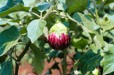 indian brinjal vegetable plant india 