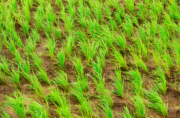 indian rice paddy field india 