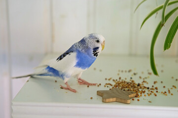 Colorful Budgerigar Feeding Playfully. Vibrant White Blue Budgie Bird is Perched Near a Bunch of Scattered Seeds. Bright Cozy Indoor Setting. Close-up. Funny Pet Parrot. Domestic Animal Parakeet
