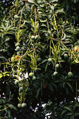 indian mango fruit tree india