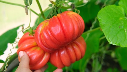 Farmer displaying a Fresh and Flavorful Heirloom Tomatoes in Hand. Ribbed Red tomatoes in unique shapes. Vibrant farm-to-table meal. Assortment of different types of tomato. Organic vegetable seeds