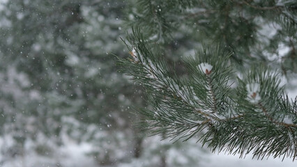 Frozen iced branches of pine tree against sun during sunny day in winter. Macro close up view of evergreen trees covered by snow. Winter forest. Plants in the wood at frosty weather. Nature landscape