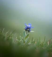 A delicate blue Anchusa arvensis flower blooms amidst the green grass, showcasing the beauty of a wild blossom.
