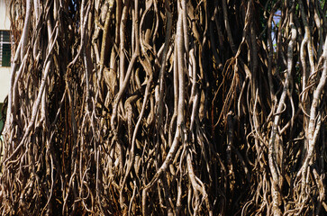 banyan tree aerial prop roots 