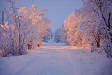 A view down a narrow gravel road framed by snow covered birch trees at dusk, next to Hjerkinn train station in the mountains of southern Norway.